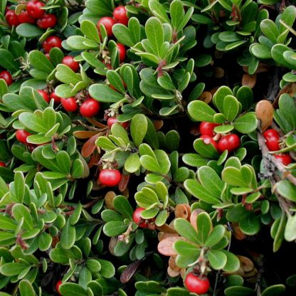 Bearberry