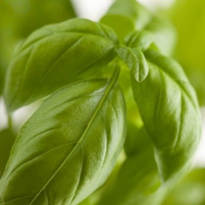 Basil Leaf