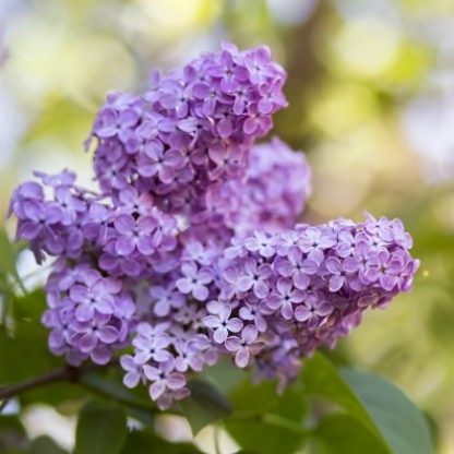 Butterfly Bush