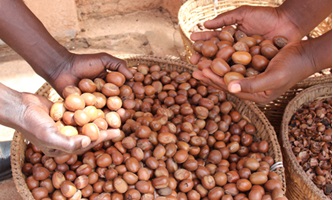 Fair Trade Shea Butter Nuts