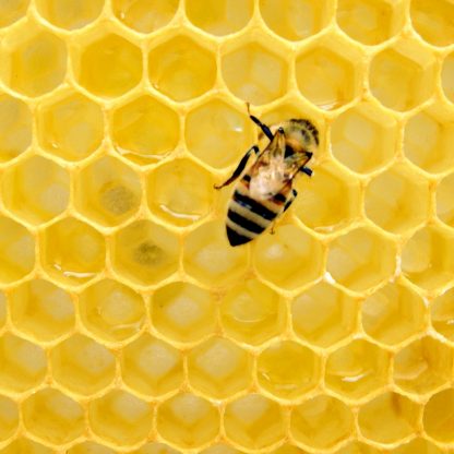 Bee on Honeycomb