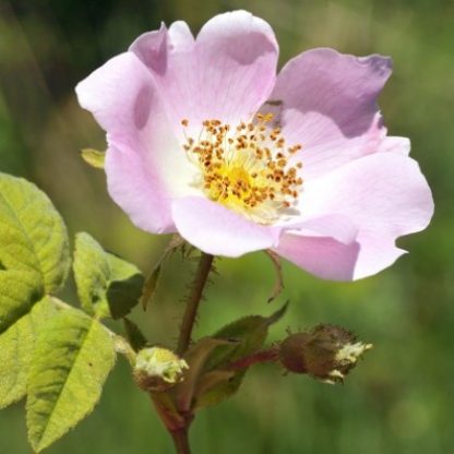 Rose Flower