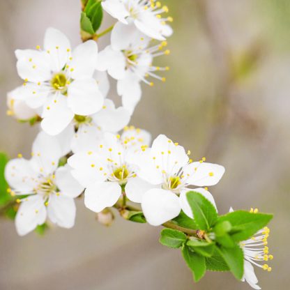 Orange Blossom