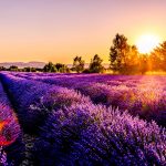 Provence lavender fields