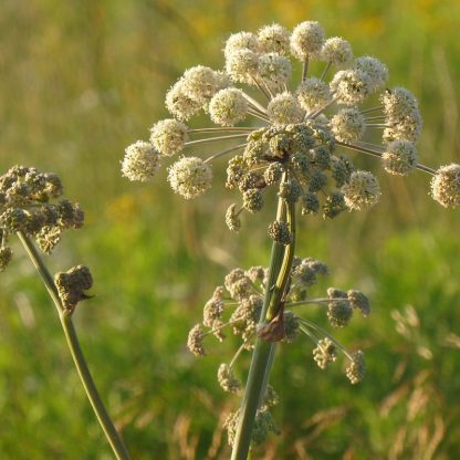 Angelica Flower