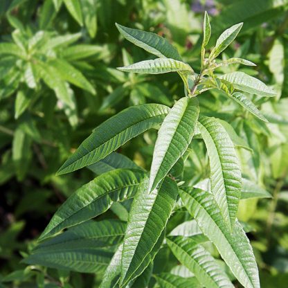 Lemon Verbena Leaf