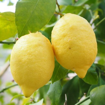 Lemon Fruits