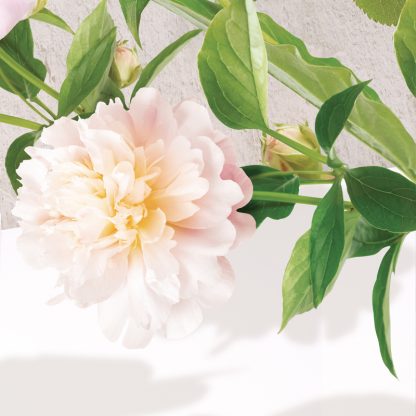 Peony Flower