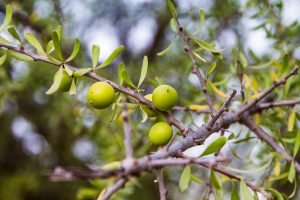 argan fruit morocco